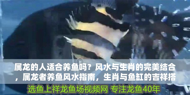 屬龍的人適合養魚嗎？風水與生肖的完美結合，屬龍者養魚風水指南，生肖與魚缸的吉祥搭配