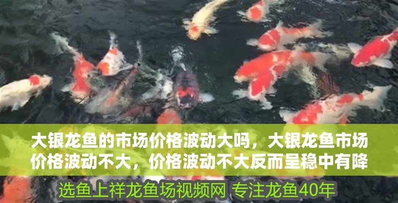 大銀龍魚的市場價格波動大嗎，大銀龍魚市場價格波動不大，價格波動不大反而呈穩中有降趨勢 大銀龍魚的市場價格波動大嗎，大銀龍魚市場價格波動不大，價格波動不大反而呈穩中有降趨勢 龍魚百科