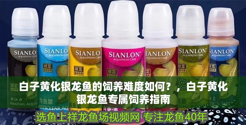 白子黃化銀龍魚的飼養難度如何？，白子黃化銀龍魚專屬飼養指南