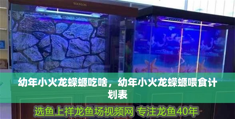 幼年小火龍蠑螈吃啥，幼年小火龍蠑螈喂食計劃表
