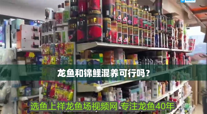 龍魚和錦鯉混養可行嗎？