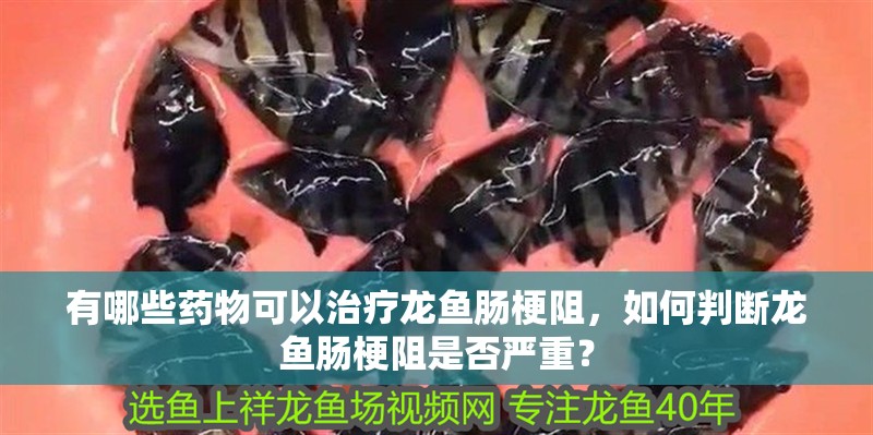 有哪些藥物可以治療龍魚腸梗阻，如何判斷龍魚腸梗阻是否嚴重？