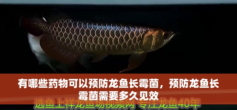 有哪些藥物可以預防龍魚長霉菌，預防龍魚長霉菌需要多久見效