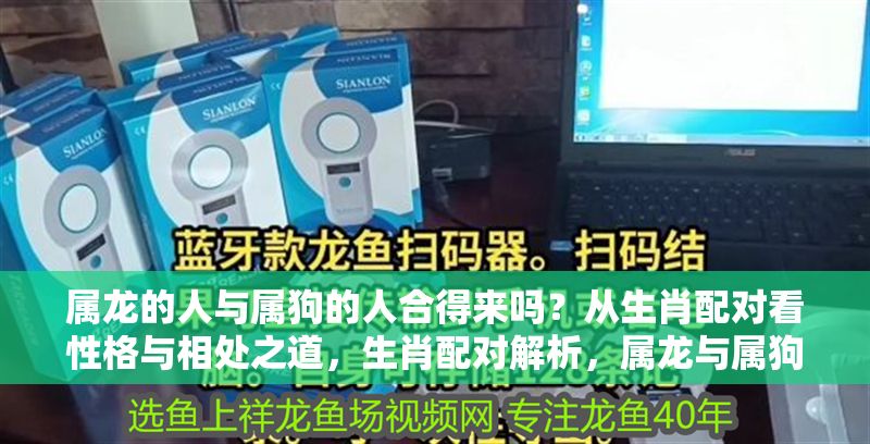 屬龍的人與屬狗的人合得來嗎？從生肖配對看性格與相處之道，生肖配對解析，屬龍與屬狗的性格契合度與相處之道