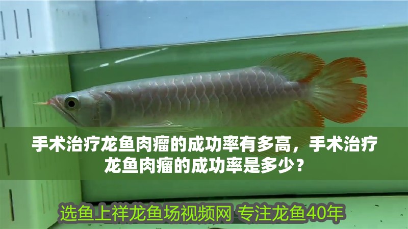 手術(shù)治療龍魚肉瘤的成功率有多高，手術(shù)治療龍魚肉瘤的成功率是多少？