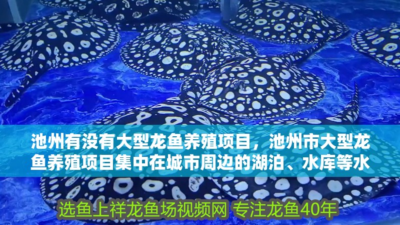 池州有沒有大型龍魚養殖項目，池州市大型龍魚養殖項目集中在城市周邊的湖泊、水庫等水域