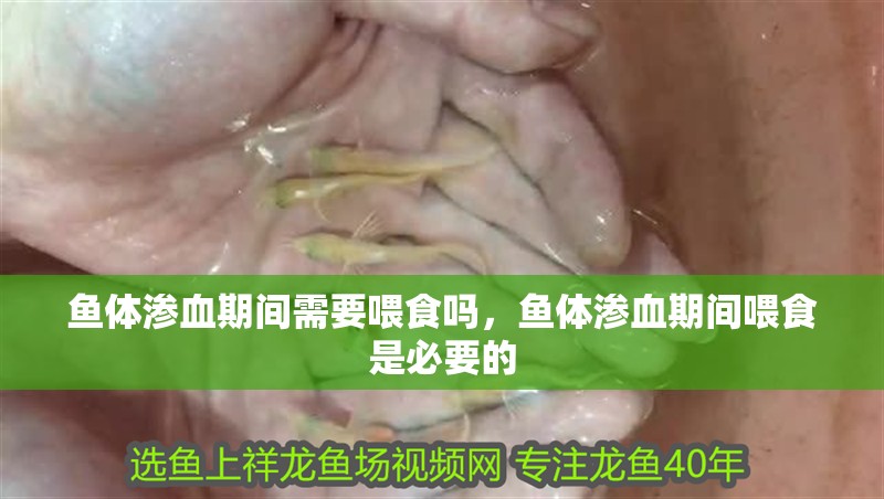 魚體滲血期間需要喂食嗎，魚體滲血期間喂食是必要的