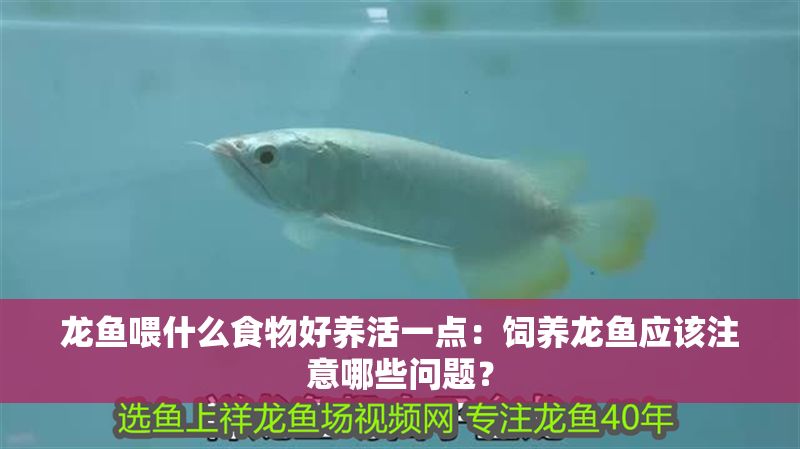 龍魚喂什么食物好養(yǎng)活一點(diǎn)：飼養(yǎng)龍魚應(yīng)該注意哪些問題？