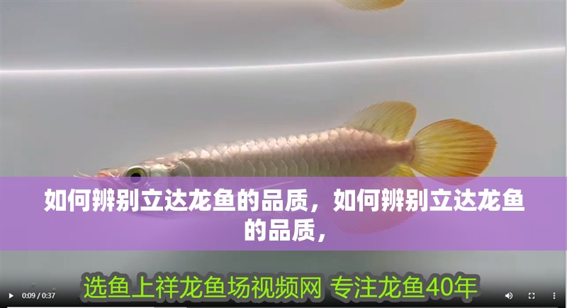 如何辨別立達龍魚的品質，如何辨別立達龍魚的品質， 如何辨別立達龍魚的品質，如何辨別立達龍魚的品質， 龍魚百科