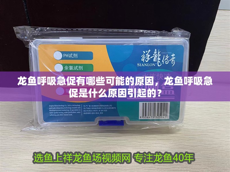 龍魚呼吸急促有哪些可能的原因，龍魚呼吸急促是什么原因引起的？