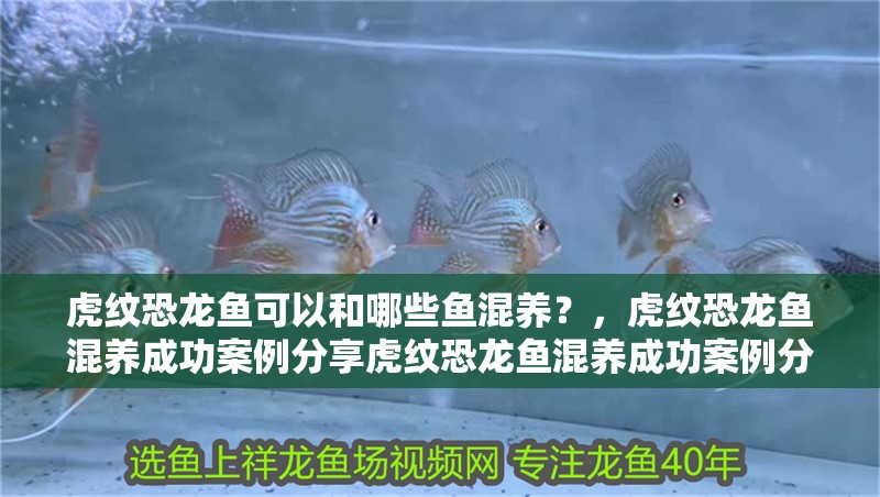 虎紋恐龍魚可以和哪些魚混養？，虎紋恐龍魚混養成功案例分享虎紋恐龍魚混養成功案例分享