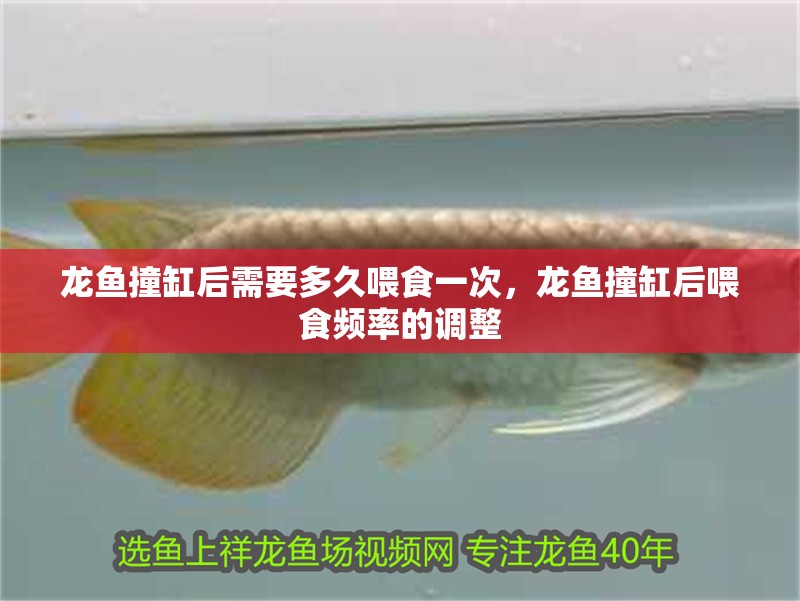 龍魚撞缸后需要多久喂食一次，龍魚撞缸后喂食頻率的調整 龍魚撞缸后需要多久喂食一次，龍魚撞缸后喂食頻率的調整 龍魚百科