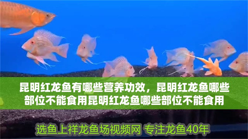 昆明紅龍魚有哪些營養功效，昆明紅龍魚哪些部位不能食用昆明紅龍魚哪些部位不能食用 昆明紅龍魚有哪些營養功效，昆明紅龍魚哪些部位不能食用昆明紅龍魚哪些部位不能食用 龍魚百科