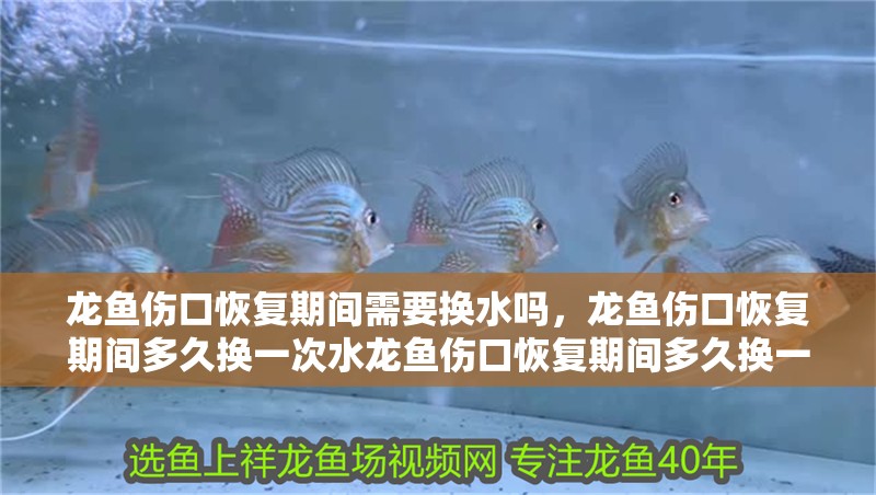 龍魚傷口恢復(fù)期間需要換水嗎，龍魚傷口恢復(fù)期間多久換一次水龍魚傷口恢復(fù)期間多久換一次水