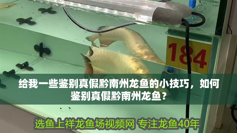 給我一些鑒別真假黔南州龍魚的小技巧，如何鑒別真假黔南州龍魚？