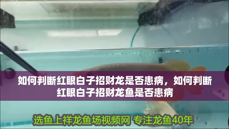 如何判斷紅眼白子招財龍是否患病，如何判斷紅眼白子招財龍魚是否患病