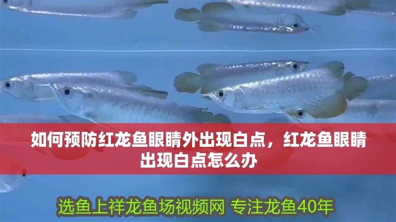 如何預防紅龍魚眼睛外出現白點，紅龍魚眼睛出現白點怎么辦
