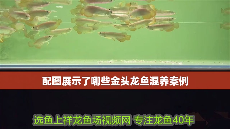 配圖展示了哪些金頭龍魚混養(yǎng)案例