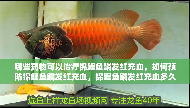哪些藥物可以治療錦鯉魚鱗發(fā)紅充血，如何預(yù)防錦鯉魚鱗發(fā)紅充血，錦鯉魚鱗發(fā)紅充血多久能好 哪些藥物可以治療錦鯉魚鱗發(fā)紅充血，如何預(yù)防錦鯉魚鱗發(fā)紅充血，錦鯉魚鱗發(fā)紅充血多久能好 龍魚百科