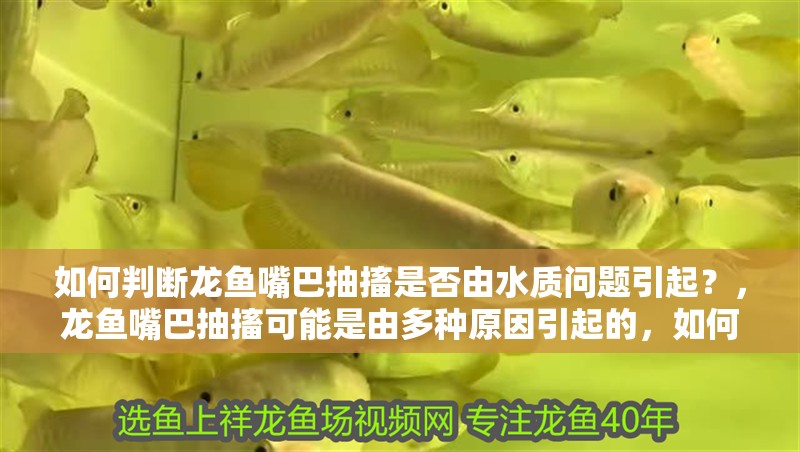 如何判斷龍魚嘴巴抽搐是否由水質問題引起？，龍魚嘴巴抽搐可能是由多種原因引起的，如何判斷是否由水質問題引起 如何判斷龍魚嘴巴抽搐是否由水質問題引起？，龍魚嘴巴抽搐可能是由多種原因引起的，如何判斷是否由水質問題引起 龍魚百科