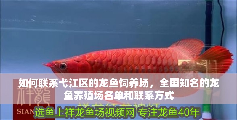 如何聯系<strong><mark>弋江</mark></strong>區的龍魚飼養場，全國知名的龍魚養殖場名單和聯系方式