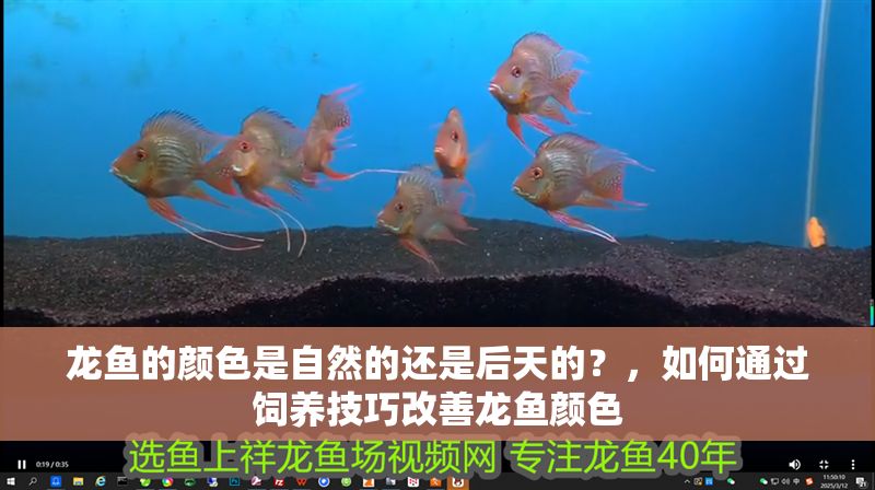 龍魚的顏色是自然的還是后天的？，如何通過(guò)飼養(yǎng)技巧改善龍魚顏色 龍魚的顏色是自然的還是后天的？，如何通過(guò)飼養(yǎng)技巧改善龍魚顏色 龍魚百科 第2張
