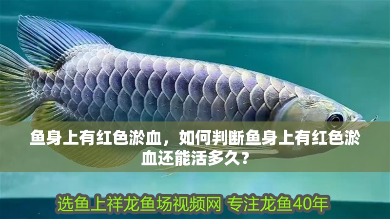 魚身上有紅色淤血，如何判斷魚身上有紅色淤血還能活多久？