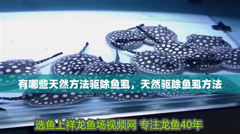 有哪些天然方法驅(qū)除魚虱，天然驅(qū)除魚虱方法 有哪些天然方法驅(qū)除魚虱，天然驅(qū)除魚虱方法 龍魚百科