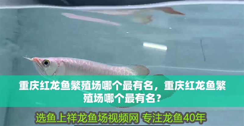 重慶紅龍魚繁殖場(chǎng)哪個(gè)最有名，重慶紅龍魚繁殖場(chǎng)哪個(gè)最有名？