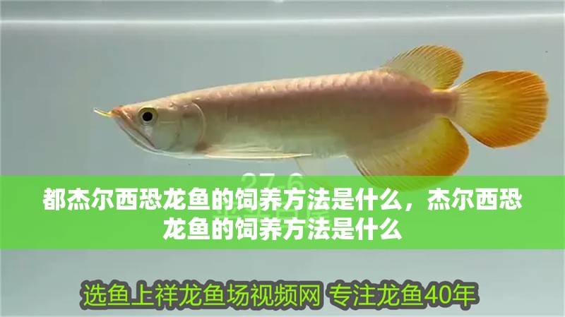 都杰爾西恐龍魚的飼養(yǎng)方法是什么，杰爾西恐龍魚的飼養(yǎng)方法是什么