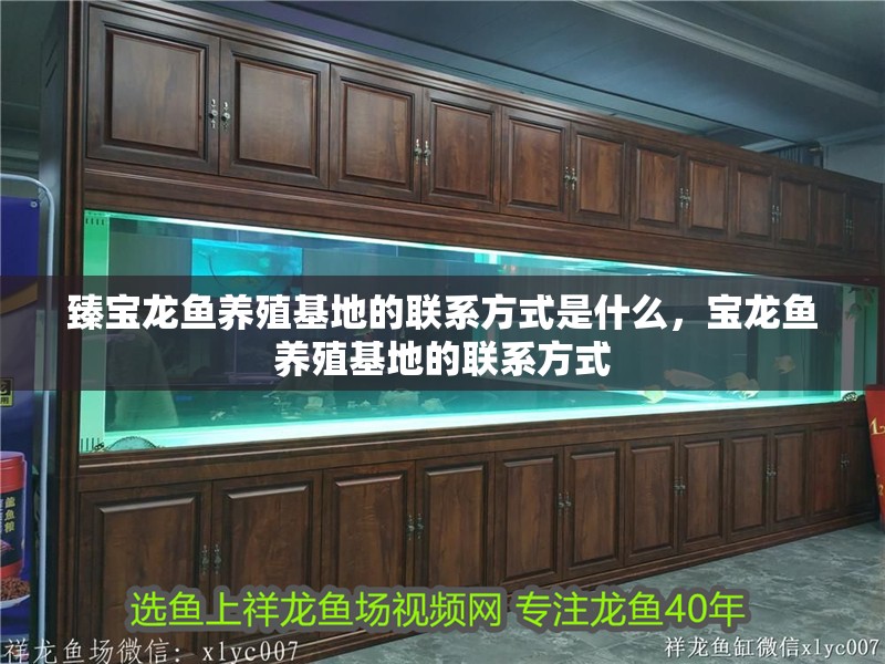 臻寶龍魚養(yǎng)殖基地的聯(lián)系方式是什么，寶龍魚養(yǎng)殖基地的聯(lián)系方式