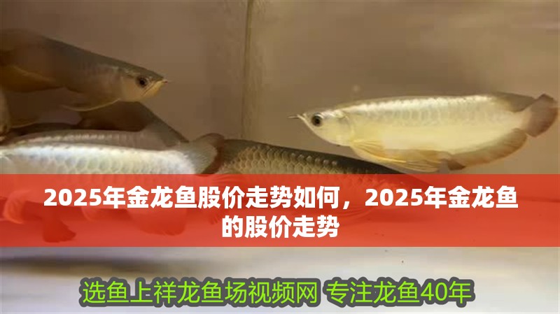 2025年金龍魚股價走勢如何，2025年金龍魚的股價走勢