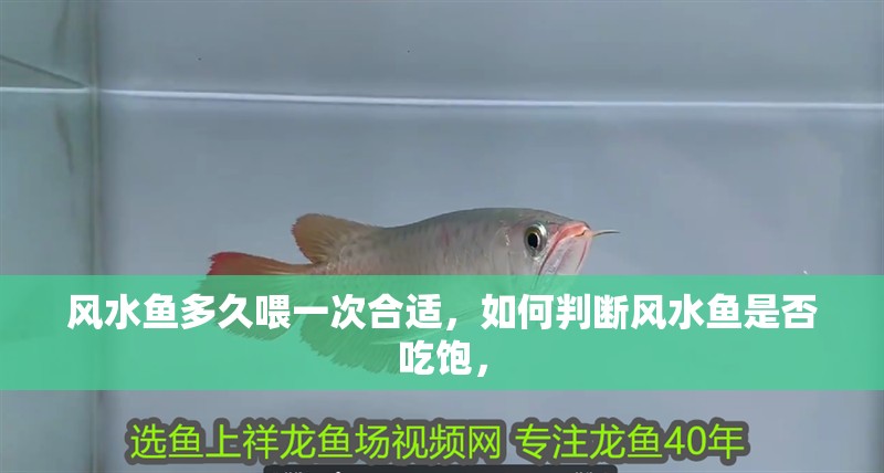 風(fēng)水魚多久喂一次合適，如何判斷風(fēng)水魚是否吃飽，