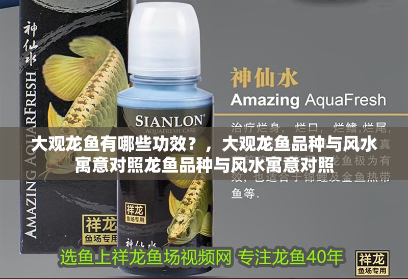 大觀龍魚有哪些功效？，大觀龍魚品種與風水寓意對照龍魚品種與風水寓意對照