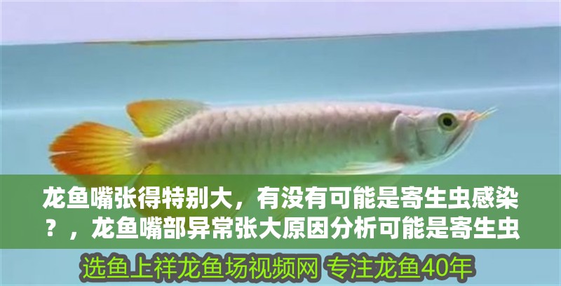 龍魚嘴張得特別大，有沒有可能是寄生蟲感染？，龍魚嘴部異常張大原因分析可能是寄生蟲感染引起的