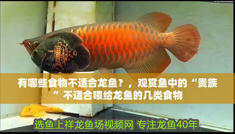 有哪些食物不適合龍魚？，觀賞魚中的“貴族”不適合喂給龍魚的幾類食物