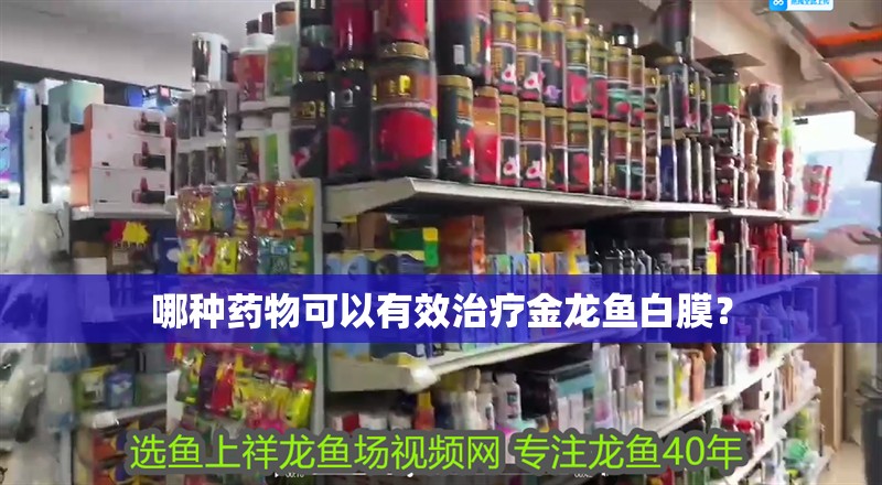 哪種藥物可以有效治療金龍魚(yú)白膜？ 哪種藥物可以有效治療金龍魚(yú)白膜？ 龍魚(yú)百科