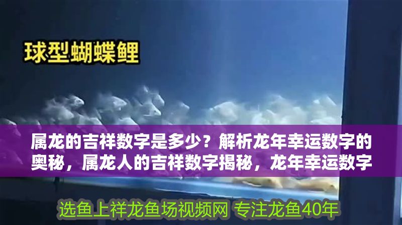 屬龍的吉祥數字是多少？解析龍年幸運數字的奧秘，屬龍人的吉祥數字揭秘，龍年幸運數字全解析 屬龍的吉祥數字是多少？解析龍年幸運數字的奧秘，屬龍人的吉祥數字揭秘，龍年幸運數字全解析 龍魚百科 第1張