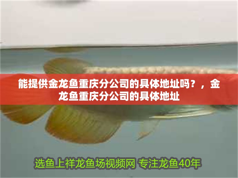 能提供金龍魚重慶分公司的具體地址嗎？，金龍魚重慶分公司的具體地址
