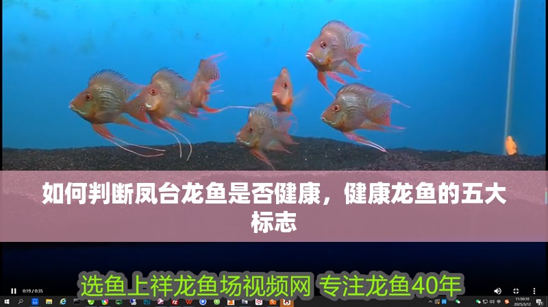如何判斷鳳臺龍魚是否健康，健康龍魚的五大標(biāo)志