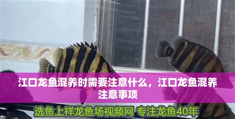 <strong><mark>江口</mark></strong>龍魚混養時需要注意什么，<strong><mark>江口</mark></strong>龍魚混養注意事項