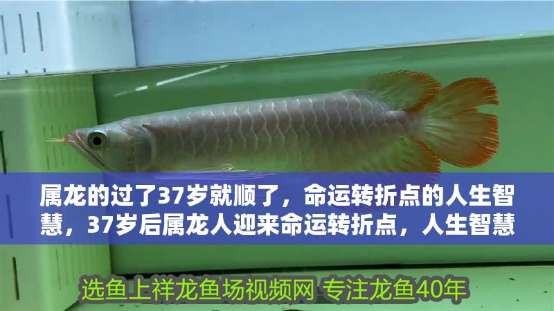 屬龍的過了37歲就順了，命運(yùn)轉(zhuǎn)折點(diǎn)的人生智慧，37歲后屬龍人迎來命運(yùn)轉(zhuǎn)折點(diǎn)，人生智慧與運(yùn)勢提升的關(guān)鍵解析