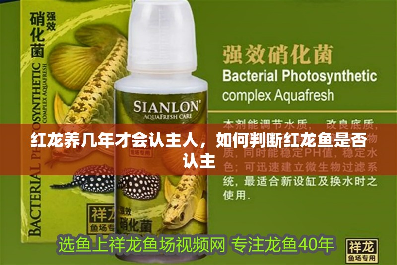 紅龍養(yǎng)幾年才會(huì)認(rèn)主人，如何判斷紅龍魚是否認(rèn)主