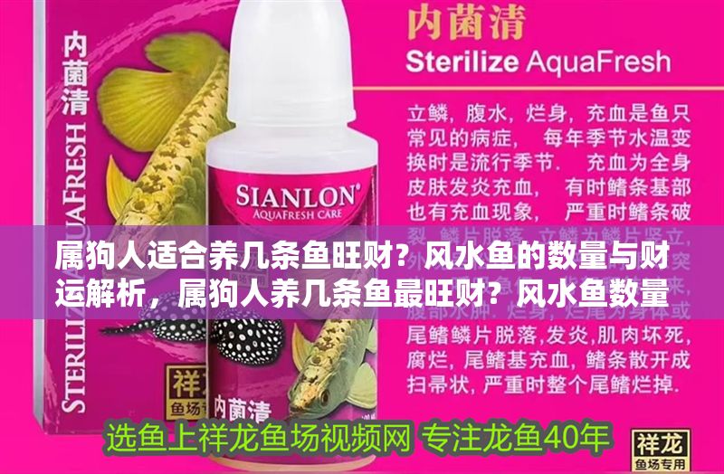 屬狗人適合養幾條魚旺財？風水魚的數量與財運解析，屬狗人養幾條魚最旺財？風水魚數量與財運詳解