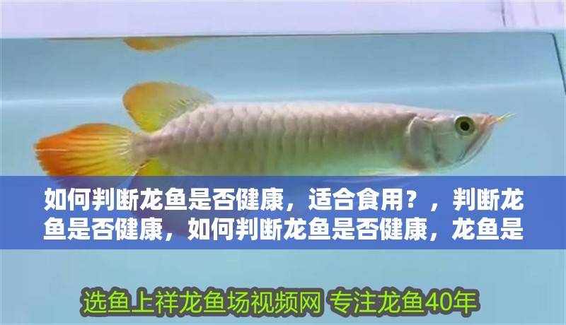 如何判斷龍魚是否健康，適合食用？，判斷龍魚是否健康，如何判斷龍魚是否健康，龍魚是否健康
