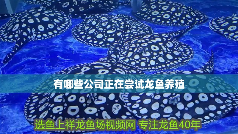 有哪些公司正在嘗試龍魚養(yǎng)殖