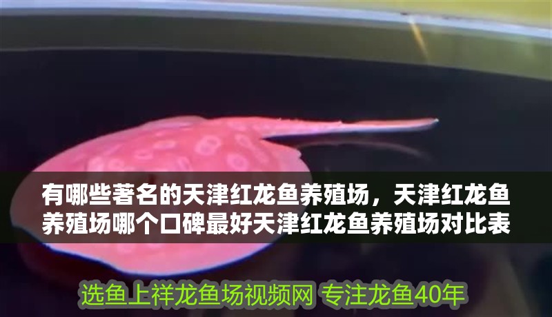 有哪些著名的天津紅龍魚養殖場，天津紅龍魚養殖場哪個口碑最好天津紅龍魚養殖場對比表格