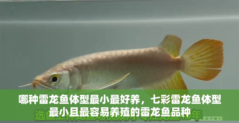 哪種雷龍魚體型最小最好養，七彩雷龍魚體型最小且最容易養殖的雷龍魚品種