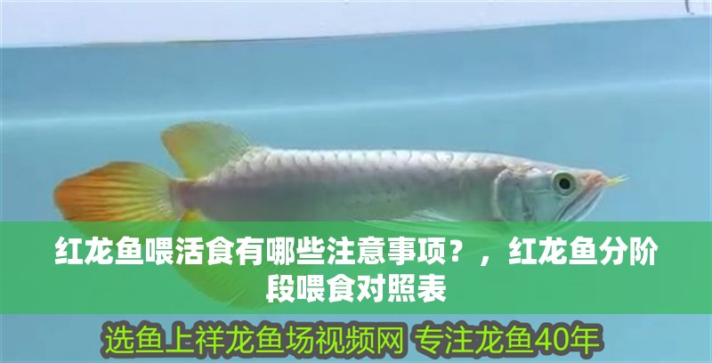 魚缸過濾器選購指南:自制魚缸過濾器魚缸上置過濾器對于養(yǎng)魚愛好者的必備知識 紅龍魚喂活食有哪些注意事項?,紅龍魚分階段喂食對照表 龍魚百科 紅龍魚喂活食有哪些注意事項?,紅龍魚分階段喂食對照表 紅龍魚喂活食有哪些注意事項?,紅龍魚分階段喂食對照表 龍魚百科