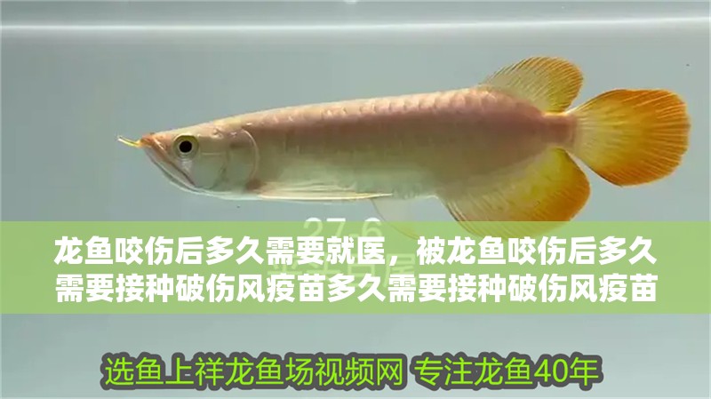 我的虎魚真菌感染了要怎么處理 龍魚咬傷后多久需要就醫(yī),被龍魚咬傷后多久需要接種破傷風(fēng)疫苗多久需要接種破傷風(fēng)疫苗 龍魚百科 龍魚咬傷后多久需要就醫(yī),被龍魚咬傷后多久需要接種破傷風(fēng)疫苗多久需要接種破傷風(fēng)疫苗 龍魚咬傷后多久需要就醫(yī),被龍魚咬傷后多久需要接種破傷風(fēng)疫苗多久需要接種破傷風(fēng)疫苗 龍魚百科